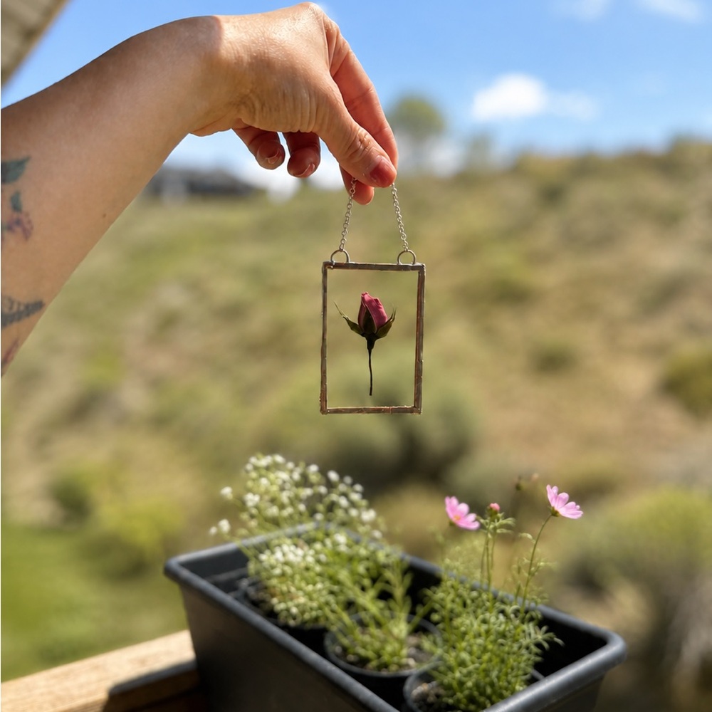 Pressed Pink Rose in Glass Frame Hanging Suncatcher